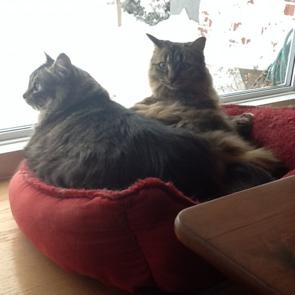 Updates on Mckenzie & Foxy