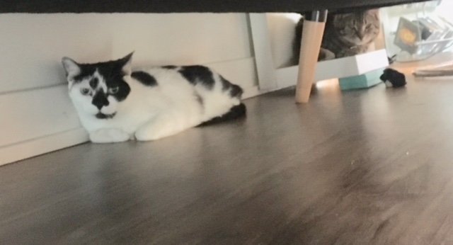 Chui in her new home with Felix