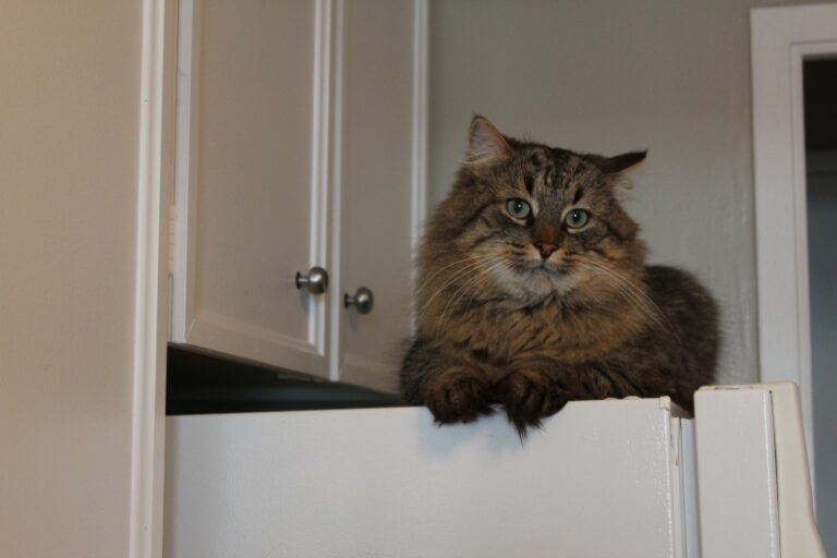 RumTum (now Louie)