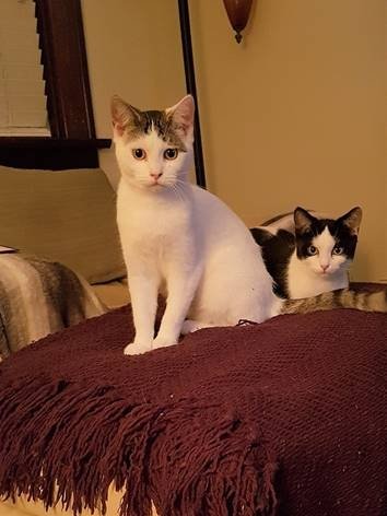 Forest & Daisy