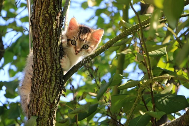 Cats in Trees