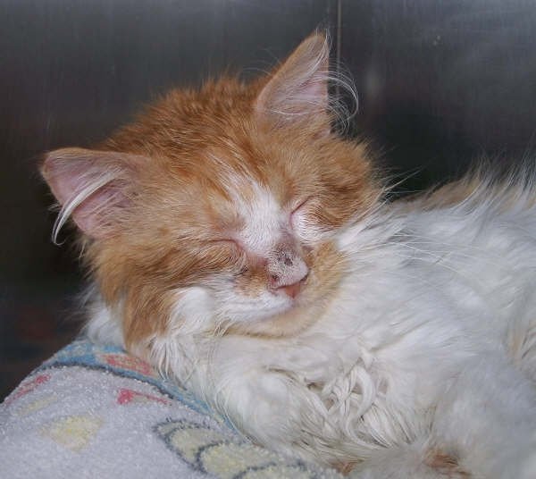 Ringworm in Cats
