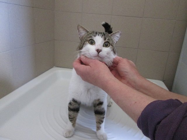 Adopting Cats with FIV