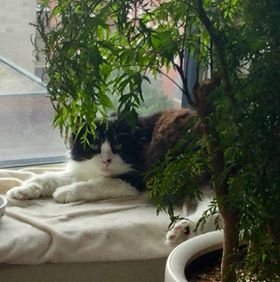 Updates on Humphrey