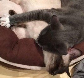 Updates on Kobe (the Siamese) & Eddie