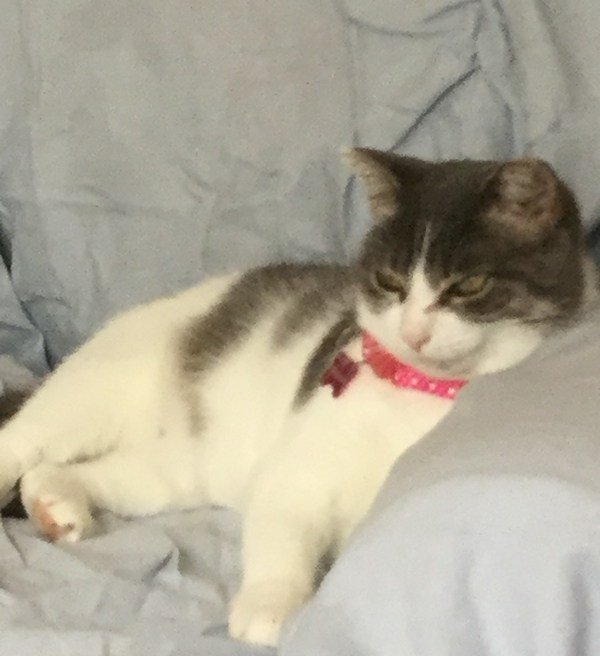 Updates on Martini