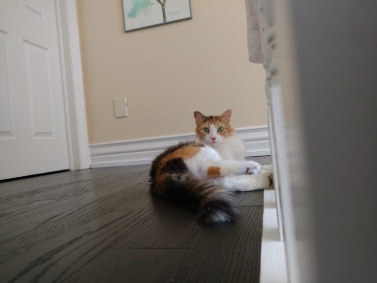 Updates on Sugar aka Ginger