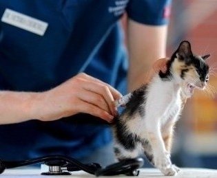 Salmonella in Cats
