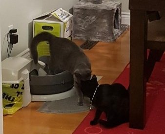 Updates on Boomer and Dickens