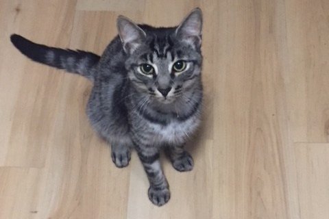 Updates on Sparky aka Laziz