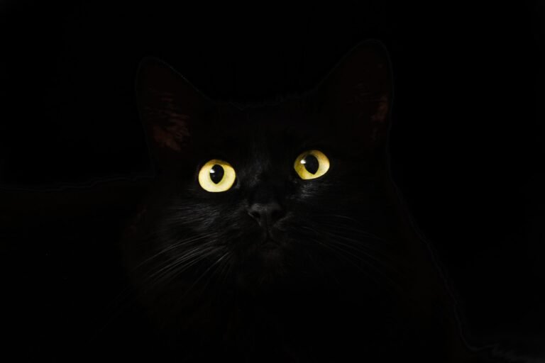 Black Cats: Wicked or Wonderful?