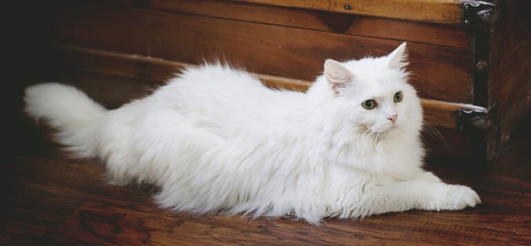 The Wonder of White Cats