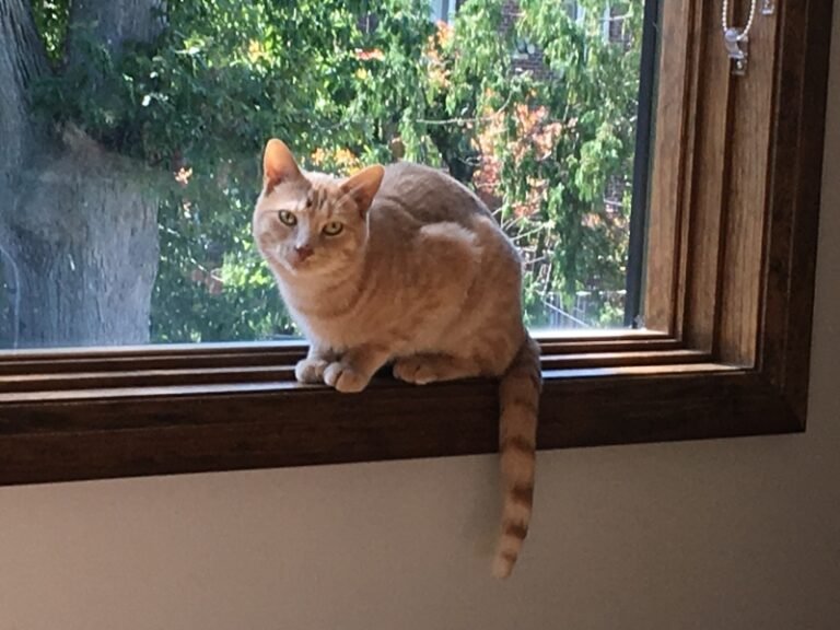 Updates on Sepa aka Winston