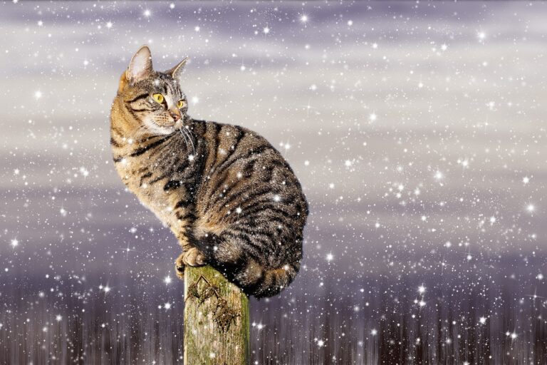 Feral Cats Deserve Warmth This Winter