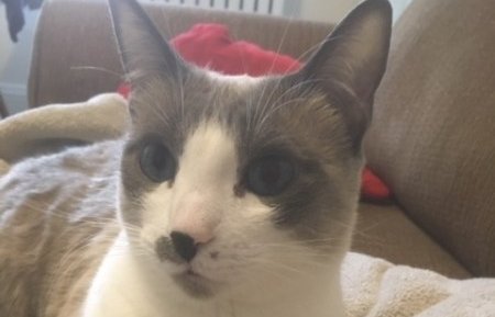 Updates on Miss Kitty