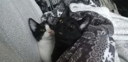 Updates on Mojave aka Shadow and Penney aka Brooke