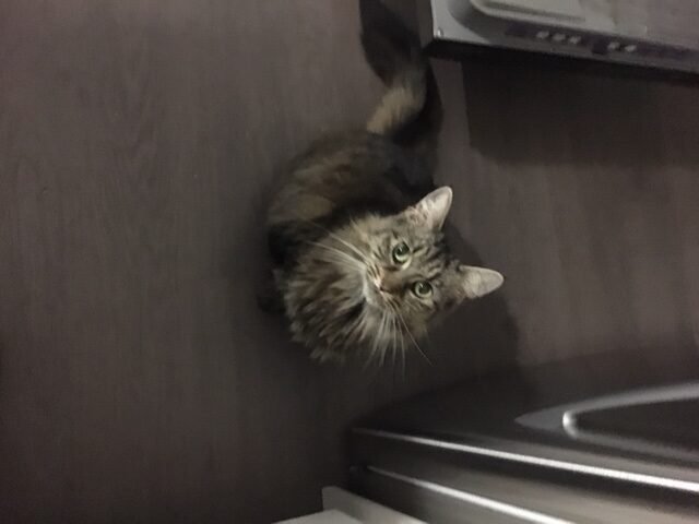 Updates on Ruffles aka Sweetie