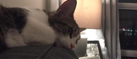 Updates on Lexi