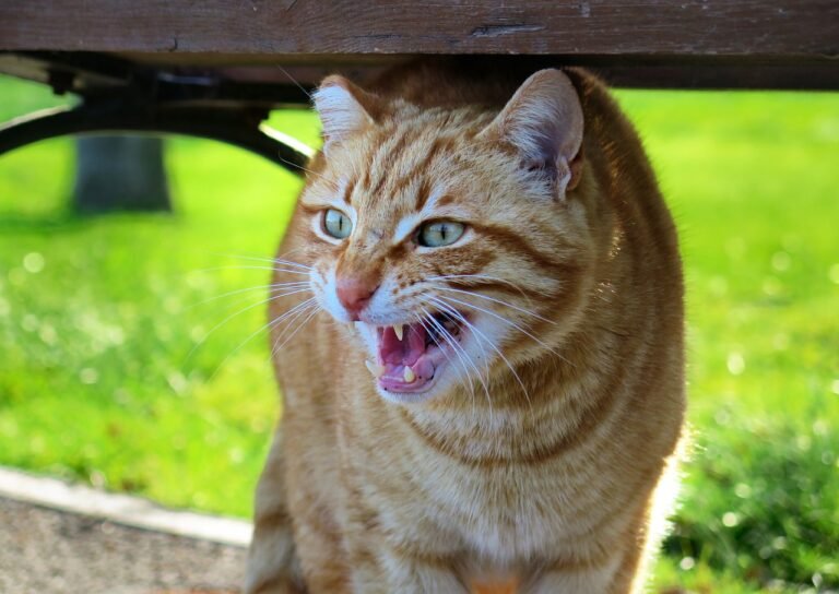 Cat Aggression: Forewarned is Forearmed