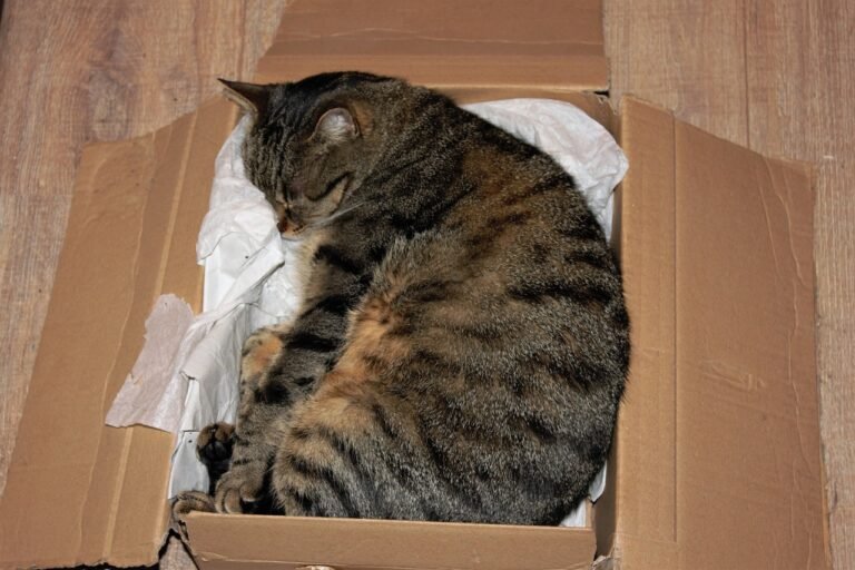 Cats and Cartons
