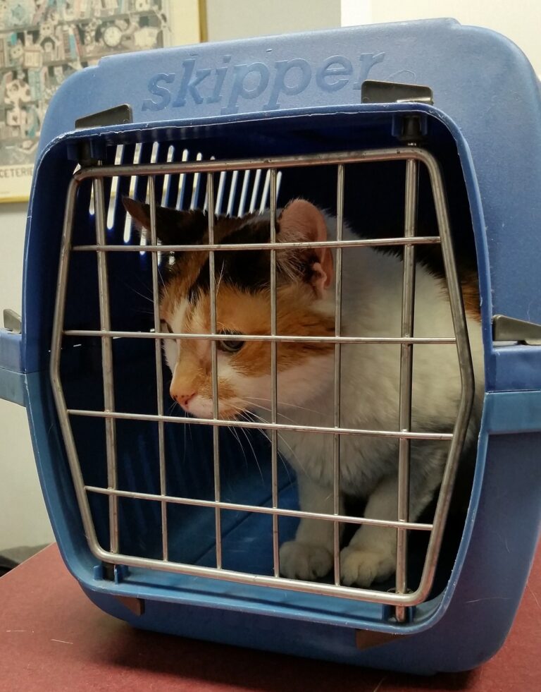 Cats CAN Be Calm Around Carriers