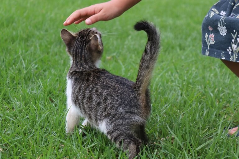 Can Cats Come When Called?