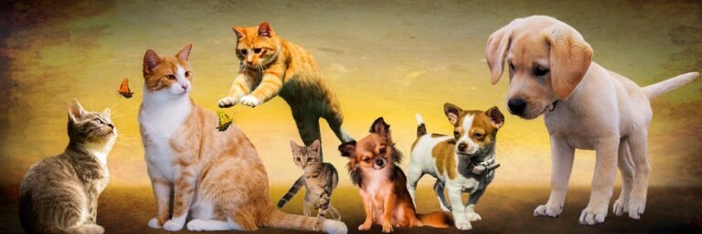 Can Cats Outsmart Canines?