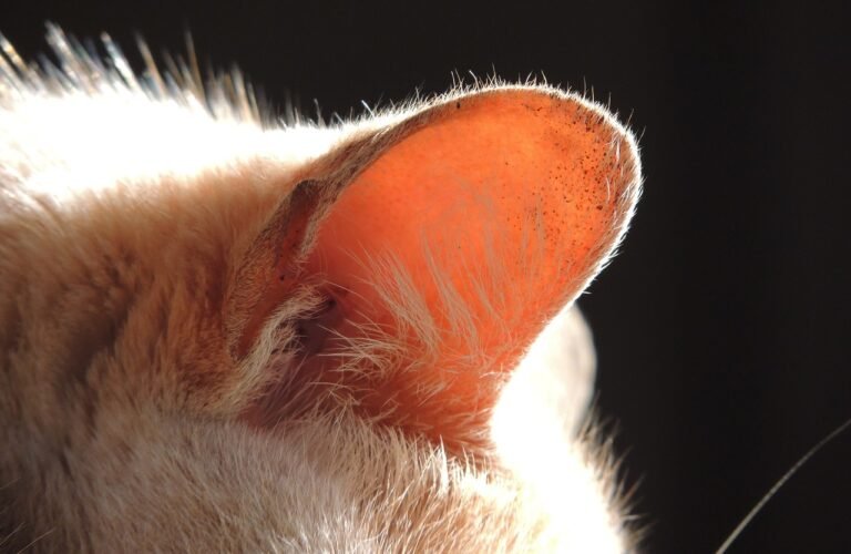 Clean Cat Ears 101