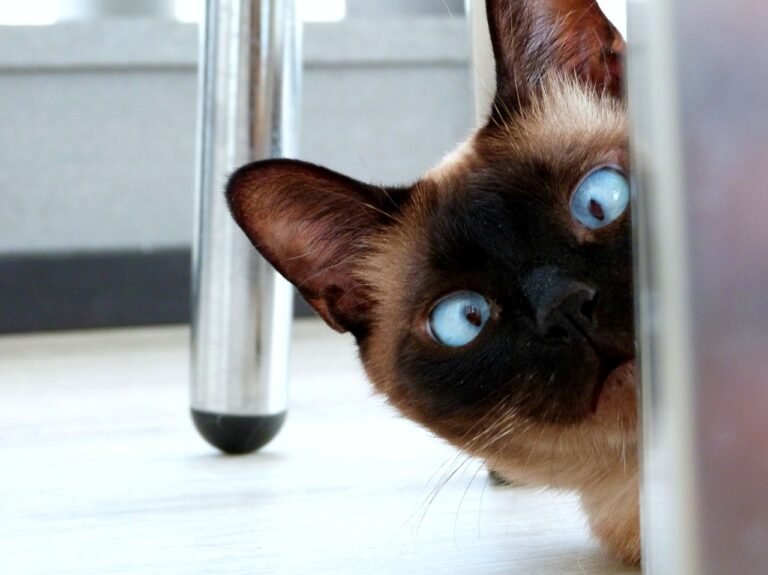 Clean Cat Eyes 101
