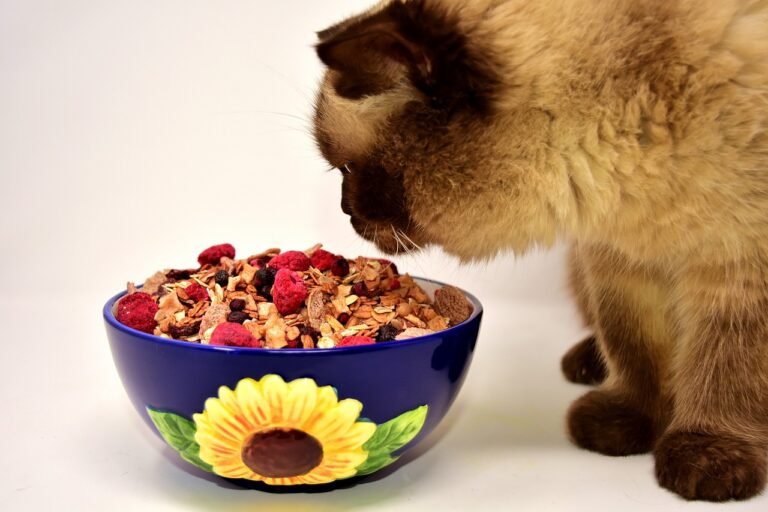 What’s In Your Cat’s Food?