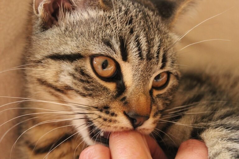 Cat Bites CAN Be Dangerous