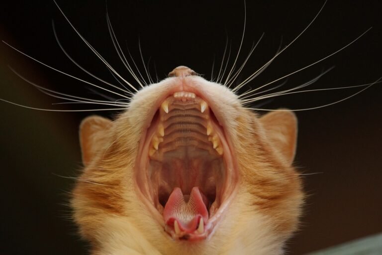 Clean Cat Teeth 101