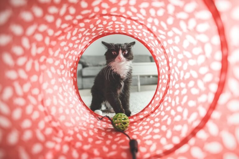 Cats + Toys = Health and Happiness