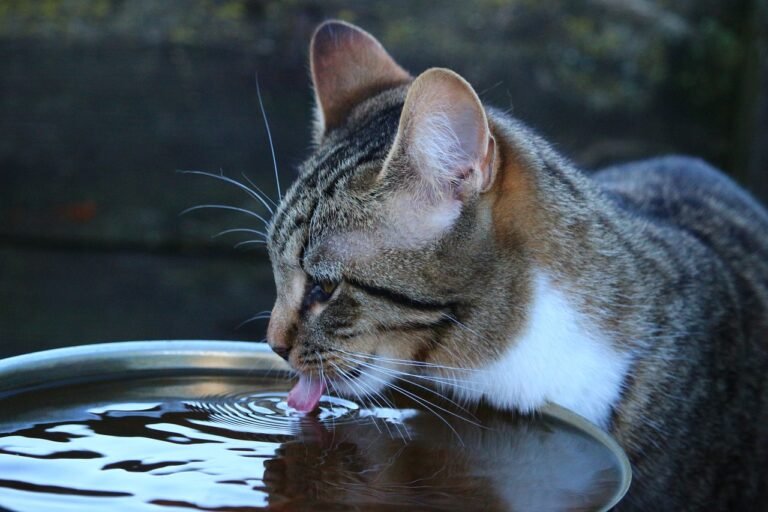 What’s With Cats and Water Bowls?