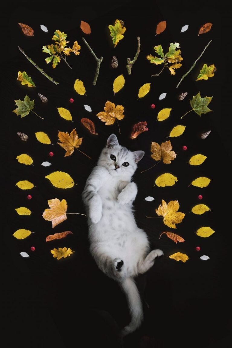 Catnip and Cats
