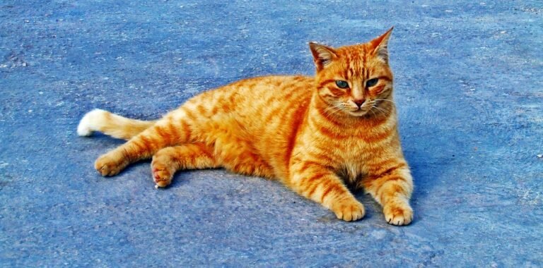 Oh! Those Orange Cats