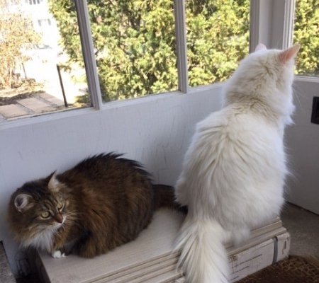 Updates on Buffy and Tabitha
