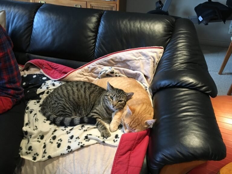 Updates on Norman aka Pawco & Russell aka Rusty