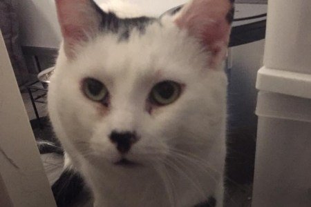 Updates on Taco aka Pongo