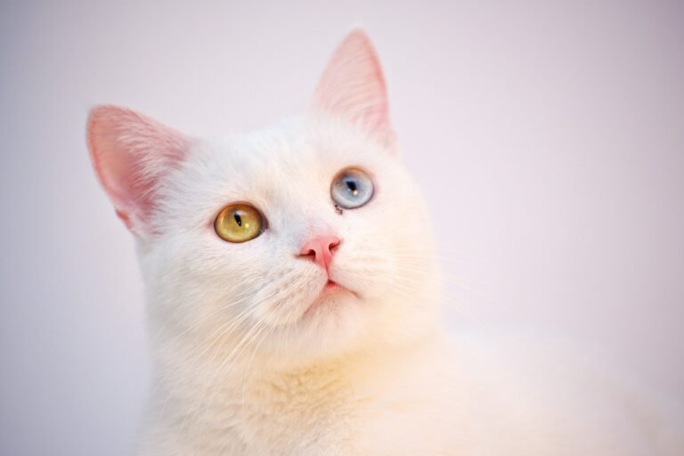 Cats Who Act Like Dogs