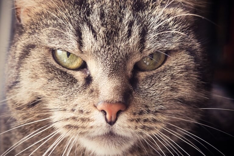 Pussycats’ Pet Peeves