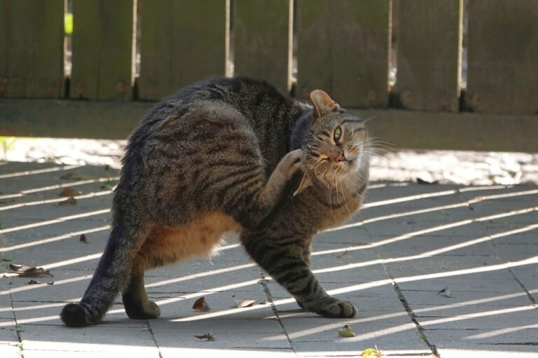 Cats’ Most Common Skin Complaints