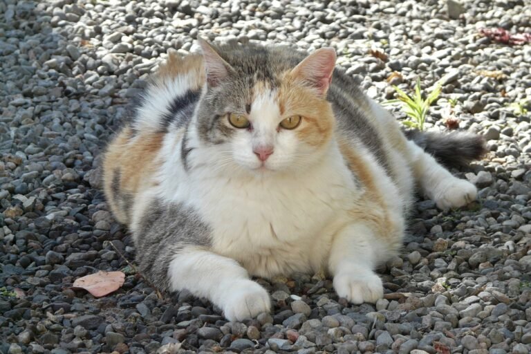 The “Skinny” on Cat Treats