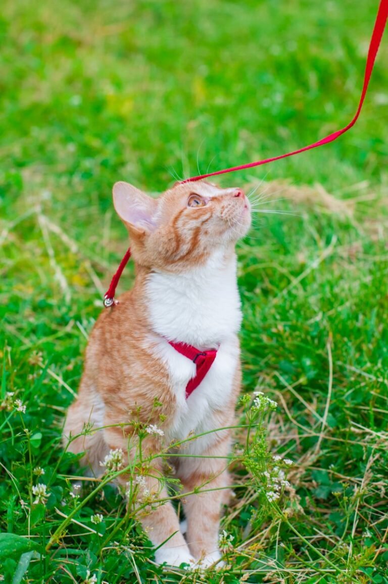 Leash Walking with Kitty