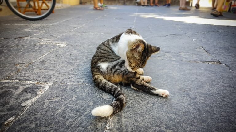 Cats and Lower Urinary Tract Problems