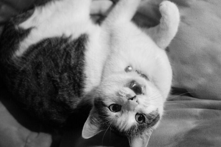 Quiet Cat Breeds and Turning Yours into One