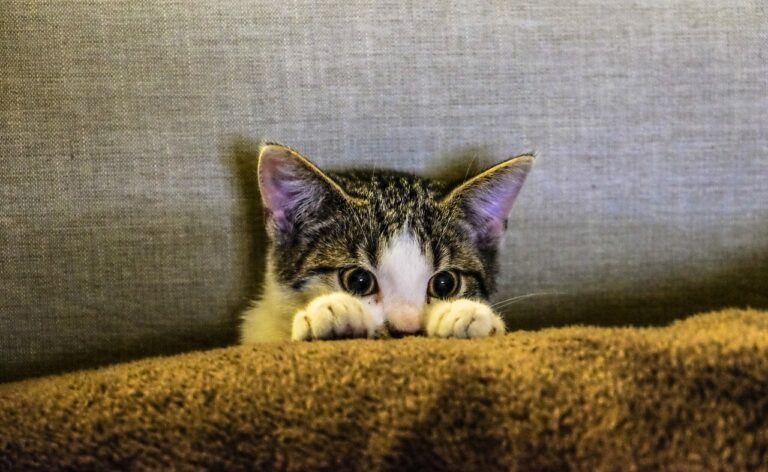 Is Your Cat a “Scaredy” Cat?