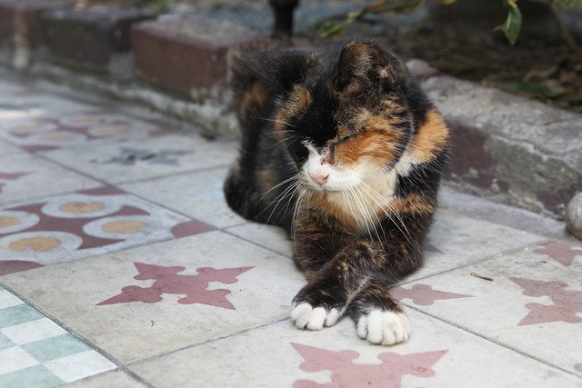 Polydactyl Cats