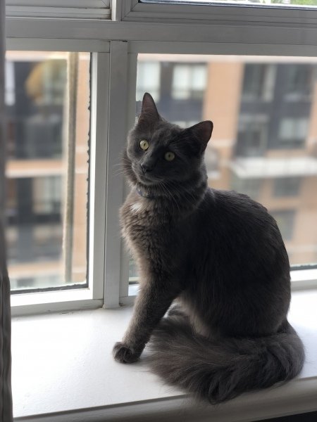 Updates on Newton aka Mitchell