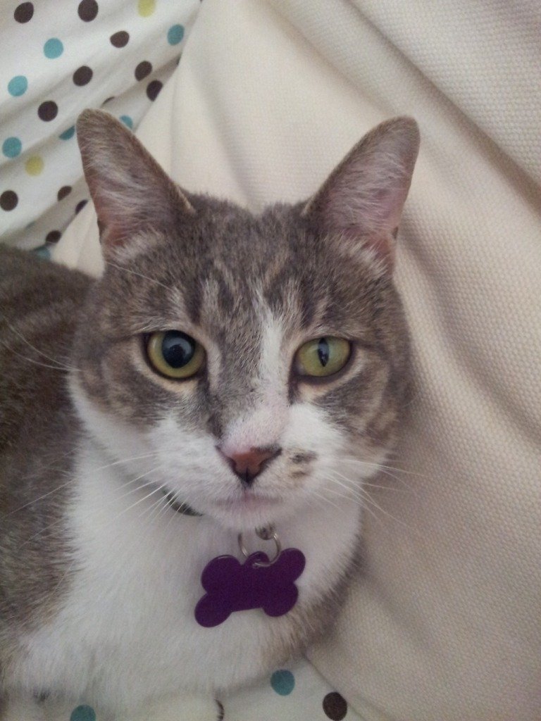 Anisocoria in Cats